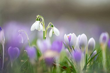 8 Марта – Международный женский день!